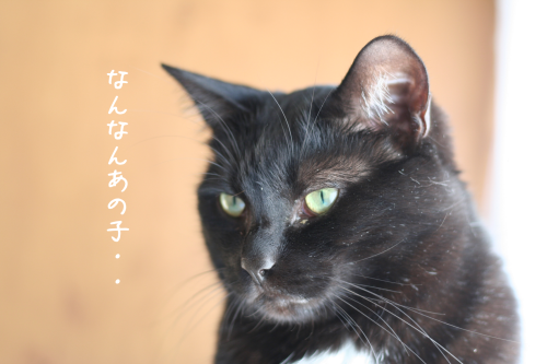a0216583_11232713.png