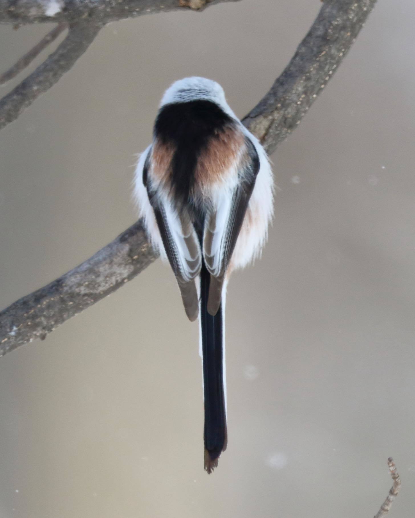 シマエナガ祭り 北の大地で野鳥ときどきフライフィッシング シマエナガ祭り 北の大地で野鳥ときどきフライフィッシング