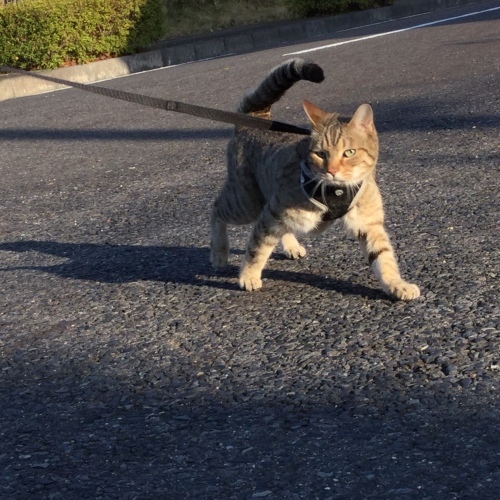 疲労困ぱい_e0358096_20435081.jpeg