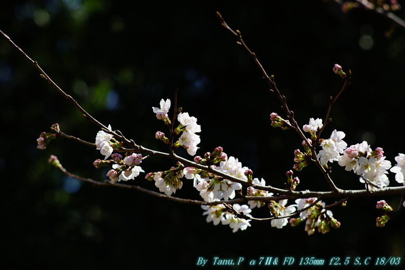 次大夫掘り公園の桜　（FD135mm）_e0348797_12142673.jpg