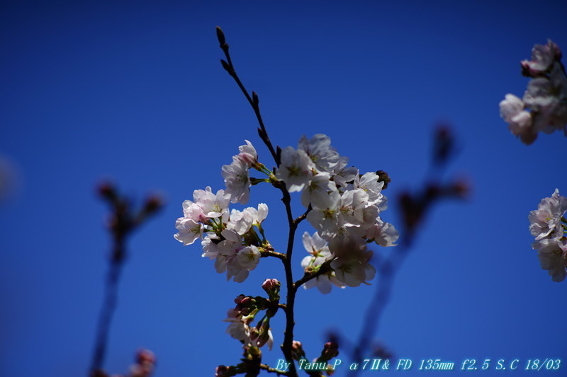 次大夫掘り公園の桜　（FD135mm）_e0348797_12144409.jpg