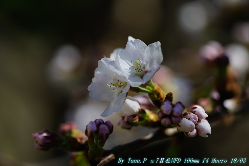 次大夫掘り公園の桜　（NFD100mm　Macro）_e0348797_12400814.jpg