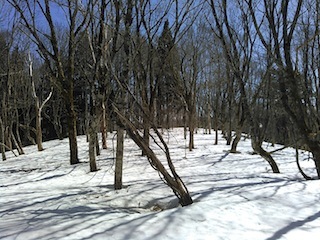 c0359615_17054616.jpg