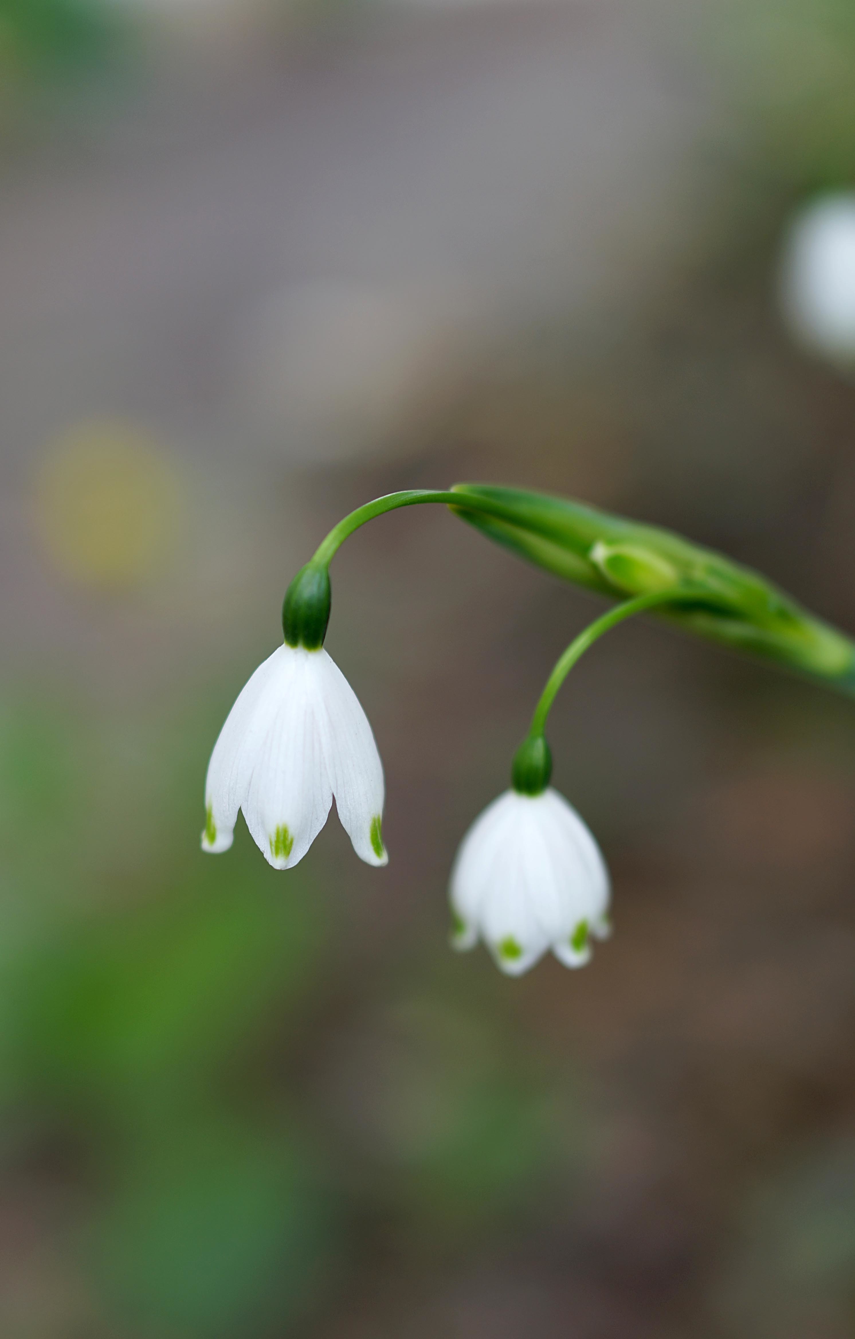 3月18日(日)　今朝は出かけられないので庭でお花を_b0369117_18271282.jpg