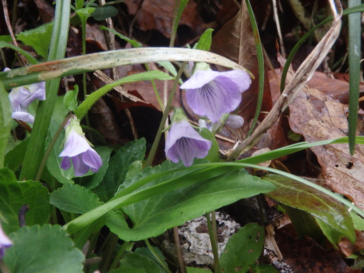 雁回山（一の滝中心に）_f0193521_212318.jpg