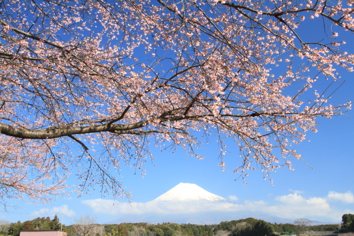 桜と富士山_c0346822_09173715.jpg