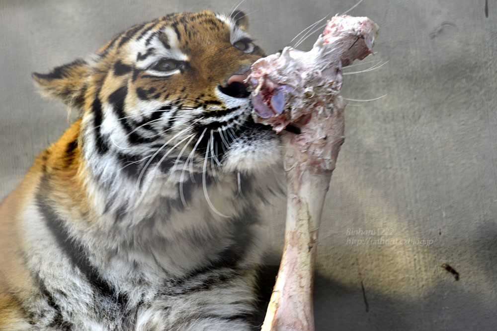 2018.3.18 宇都宮動物園☆トラのアズサちゃんお誕生日会【Amur tiger】_f0250322_198327.jpg