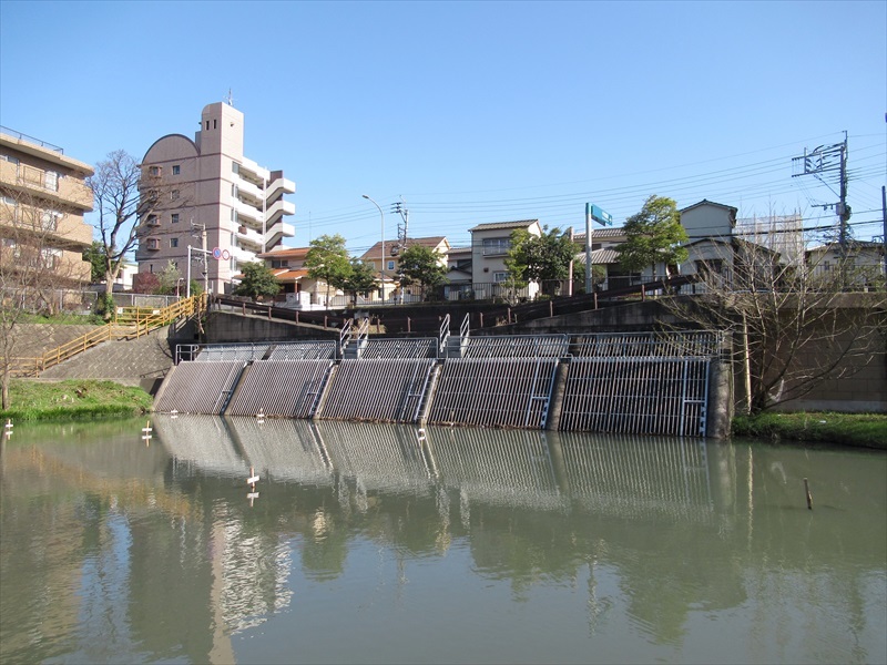 何と吃驚、自宅近くの池にカワセミ！！_f0372624_19132112.jpg