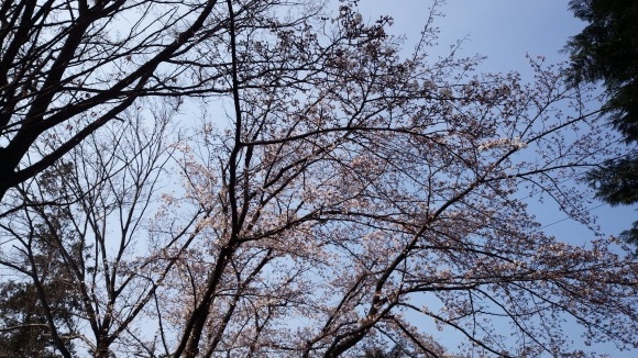 桜に寄せて_c0155326_23020502.jpg