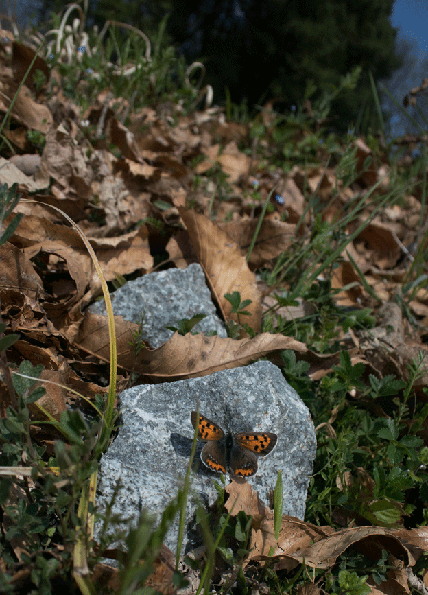 a0126632_18104422.gif