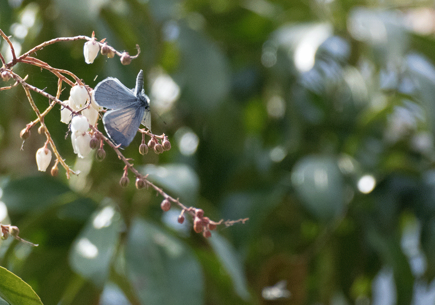 a0126632_18173863.gif