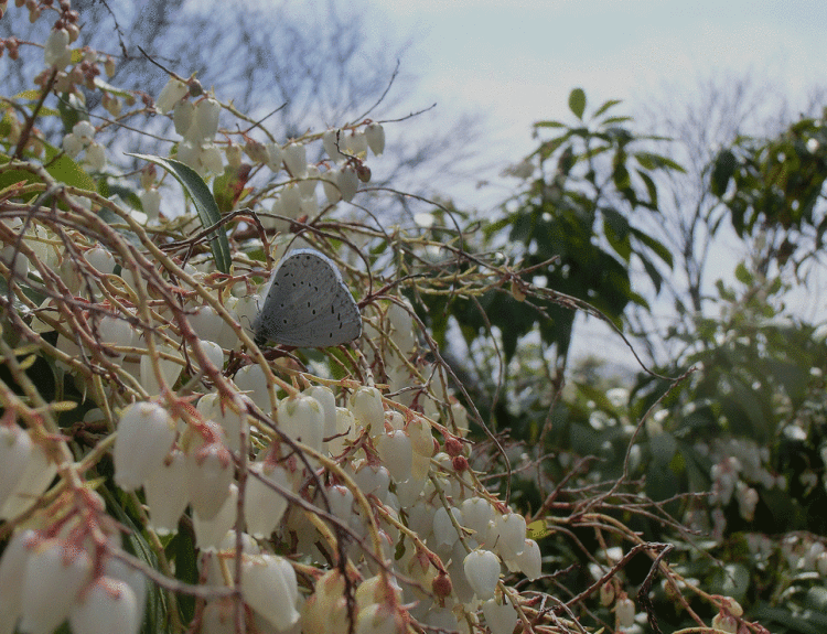 a0126632_18200089.gif
