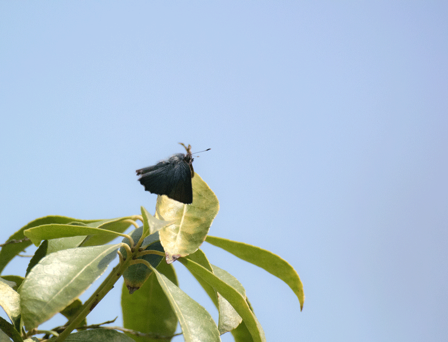 a0126632_18250676.gif