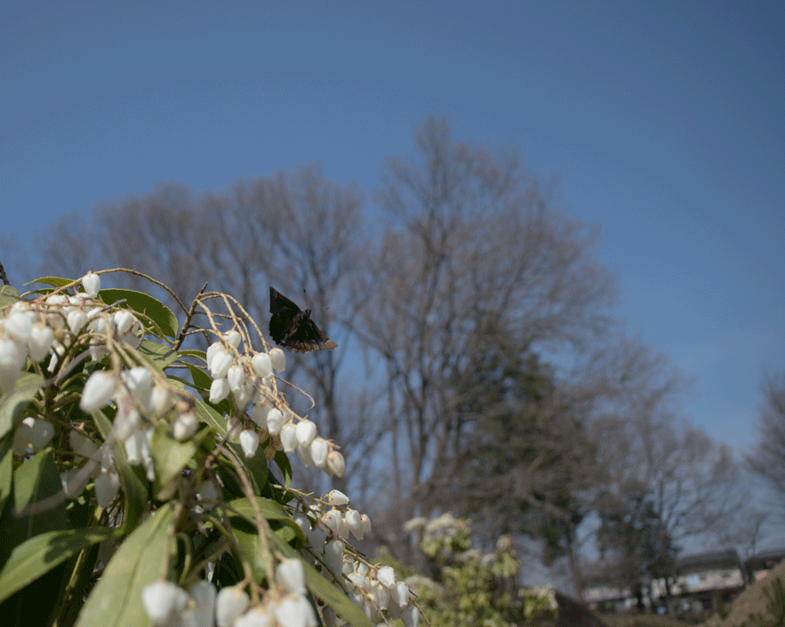 a0126632_18252656.gif