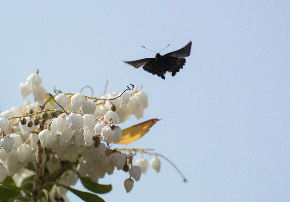 a0126632_18275713.gif