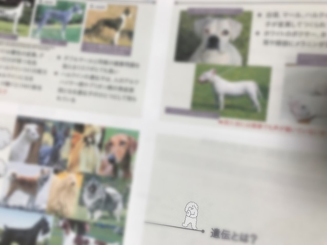 災害時&犬の遺伝セミナーレポート(その2)_c0099133_20031555.jpg