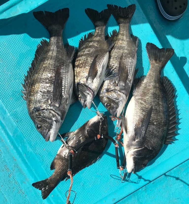 大阪湾チヌ釣行記