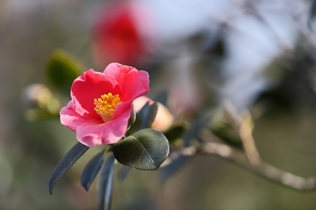 a0242438_18385260.jpg