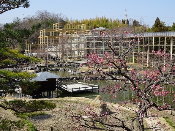 けいはんな記念公園の梅 彩の気まぐれ写真 けいはんな記念公園の梅 彩の気まぐれ写真