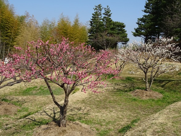 b0299042_21365035.jpg
