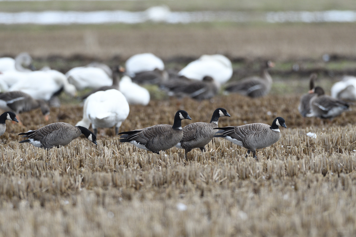 ハクチョウの群にシジュウカラガン 鳥 撮り トリミング