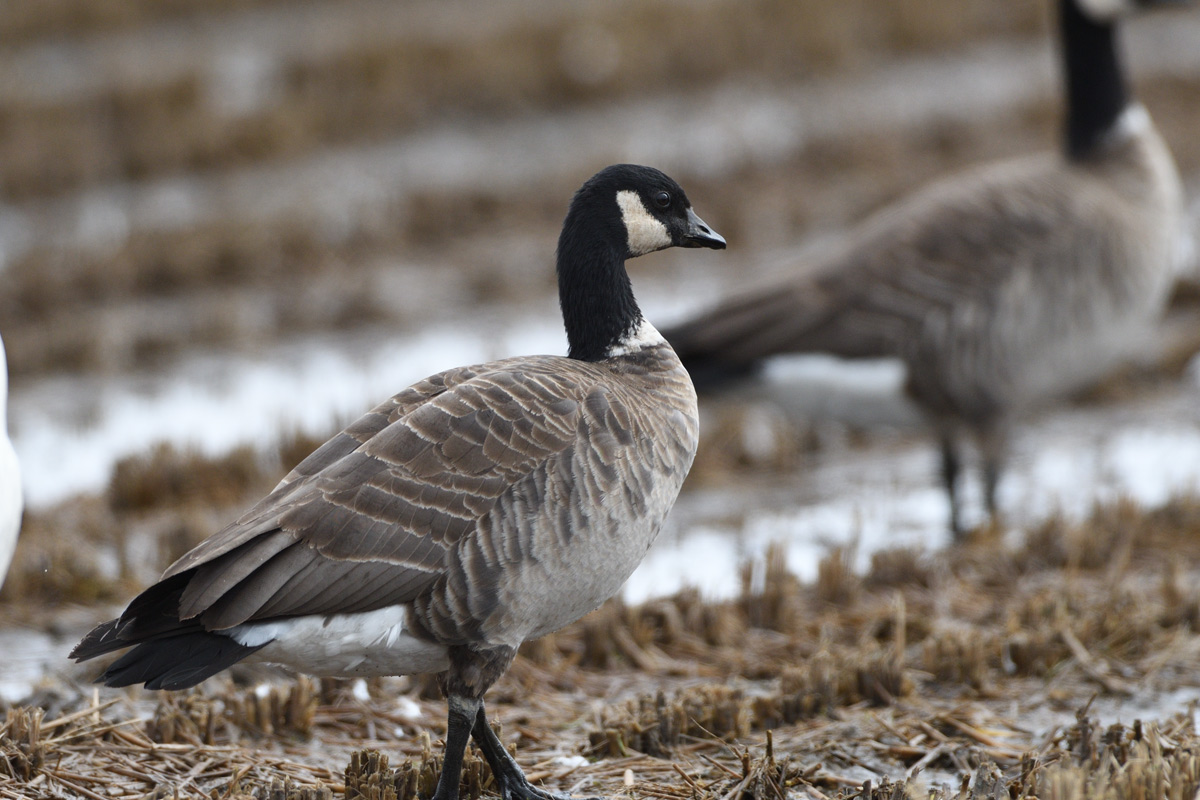 ハクチョウの群にシジュウカラガン 鳥 撮り トリミング ハクチョウの群にシジュウカラガン 鳥 撮り トリミング