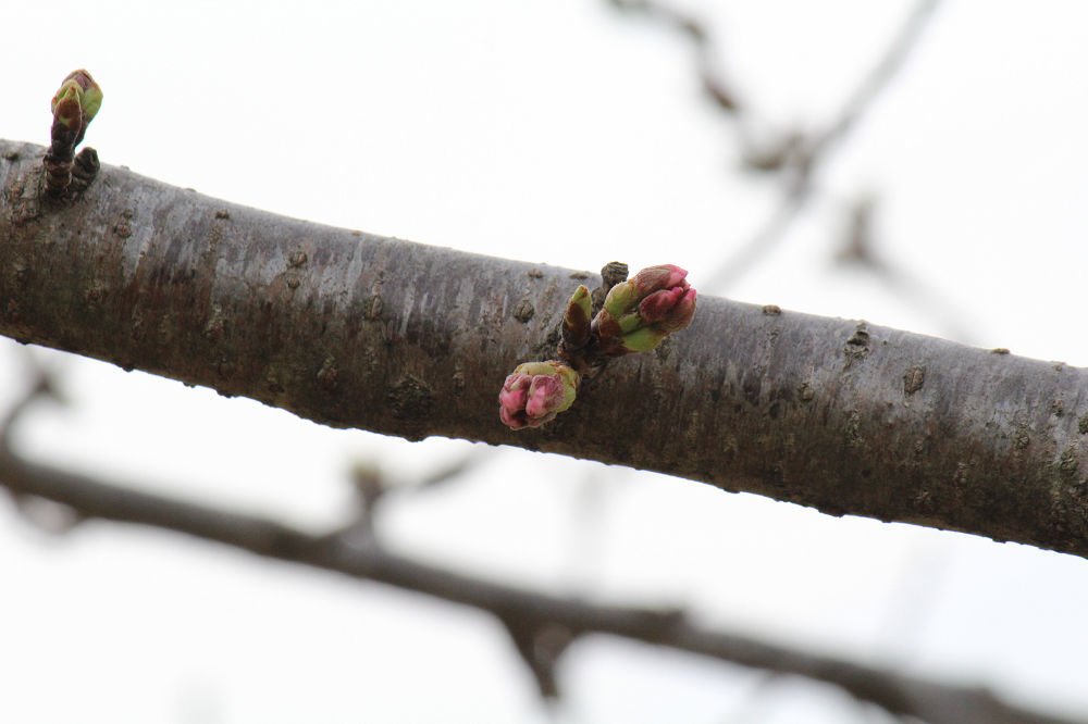 きょうの桜　3月18日_b0301550_18322917.jpg