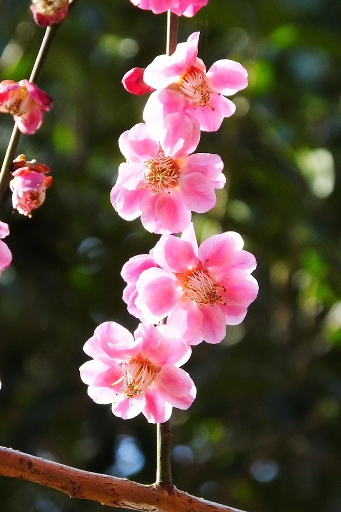 きれいな梅の花_b0236251_23345371.jpg