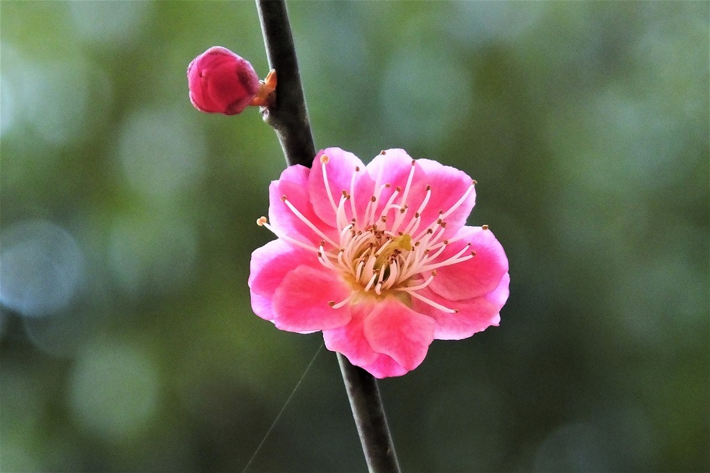 きれいな梅の花_b0236251_23351395.jpg