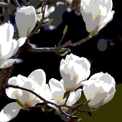 上巳の節句・桜田門外の変_b0355451_07343370.jpg