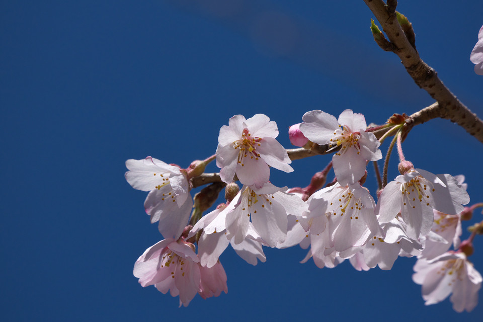 定番のしだれ桜_f0072758_20124688.jpg