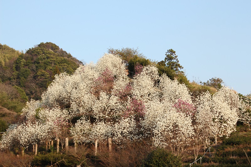 a0167759_1151510.jpg
