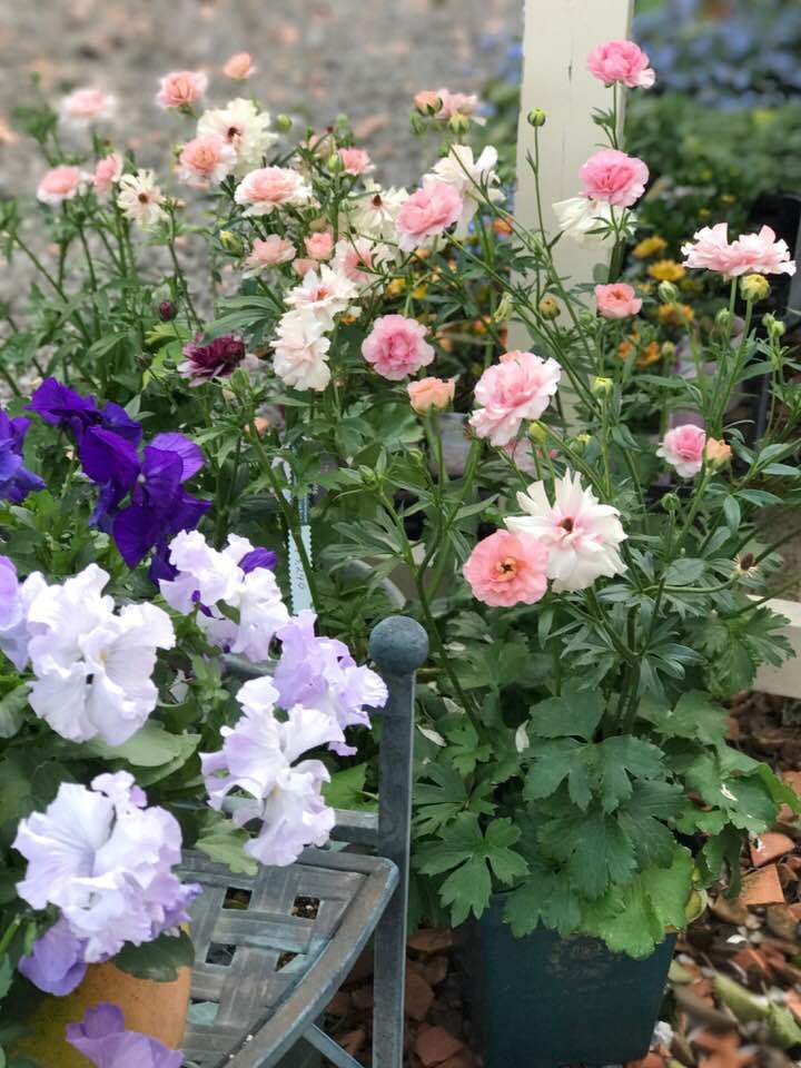 アナーセンの春の一コマ_b0137969_07103511.jpg