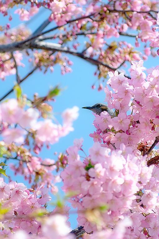 三条大橋の河津桜　20180314_a0050572_19544565.jpg