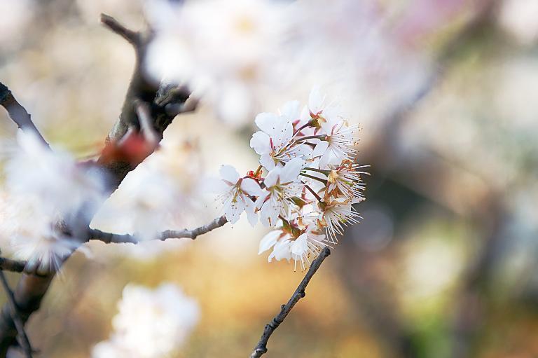 平野神社の桜　20180314_a0050572_20005519.jpg