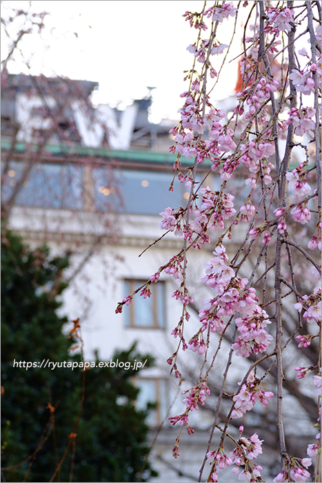 山下公園の枝垂桜_a0280374_17300314.jpg