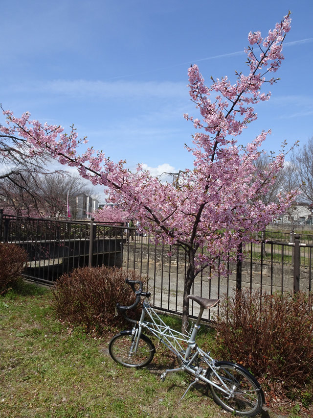 淀の河津桜_c0107075_17315113.jpg