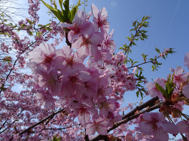 淀の河津桜_c0107075_17490720.jpg