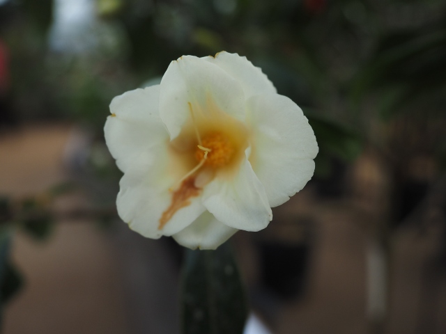 c0183777_20104148.jpg