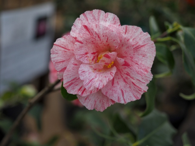 c0183777_20444492.jpg