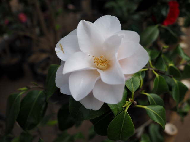 c0183777_2065336.jpg