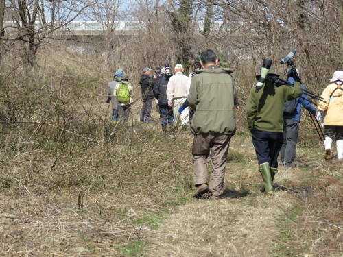 犀川河畔探鳥会_e0178477_21341100.jpg