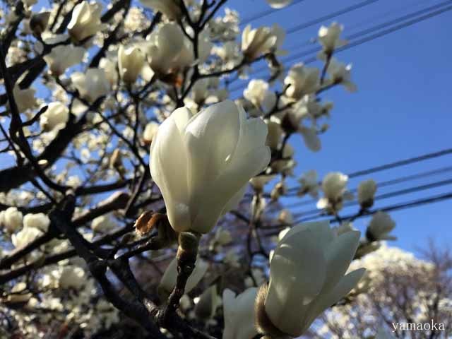 はくれんの一日 ふらんす堂編集日記 By Yamaoka Kimiko