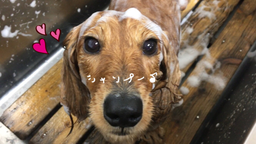 トリミングブログ_f0357682_17530107.jpg