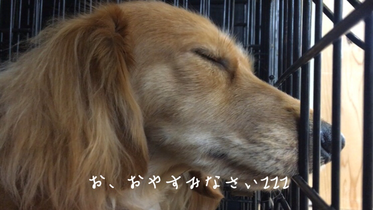 トリミングブログ_f0357682_17530970.jpg