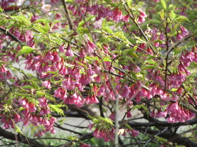 満開の桜にウットリそして謎の黒いトリ Caramel 24 Carat 満開の桜にウットリそして謎の黒いトリ Caramel 24 Carat