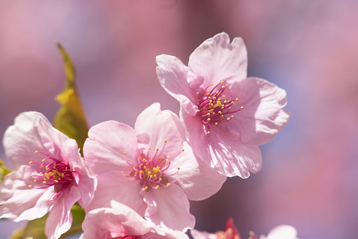満開の葵桜_d0353489_21514346.jpg
