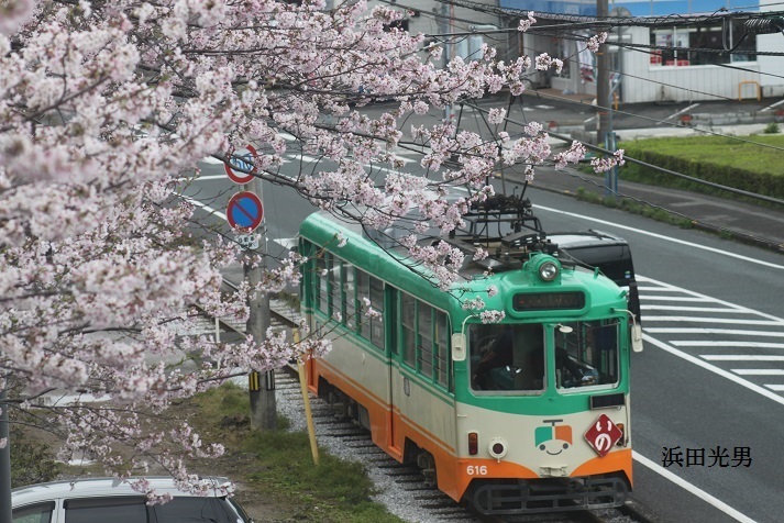 ○ソメイヨシノ開花日本一　「とさでん交通」_f0111289_00255125.jpg