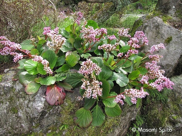 ヒマラヤユキノシタ ヒマラヤ雪の下 草花と自然blog