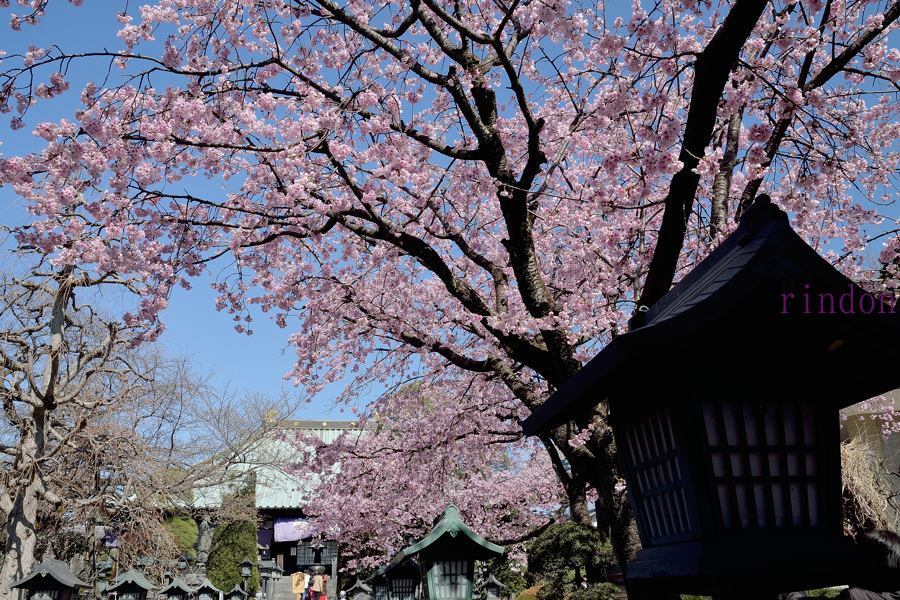 日本の美しい桜Ⅱ　　安行桜_c0315700_15021203.jpg